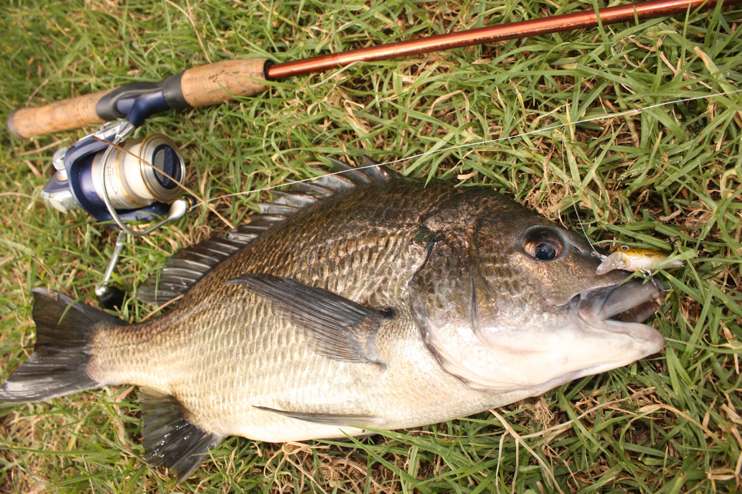 Bream off the bank!